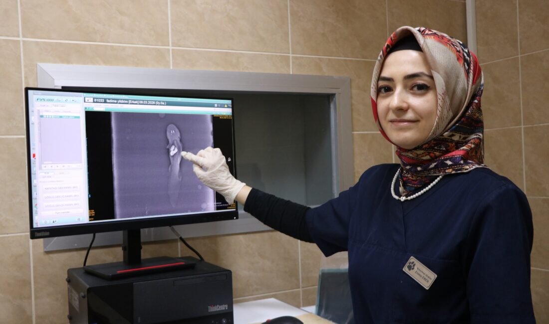 Öykü GENÇ/KAYSERİ, (DHA)- KAYSERİ’de akvaryumdaki taşları yutan aksolotl balığı, anestezi