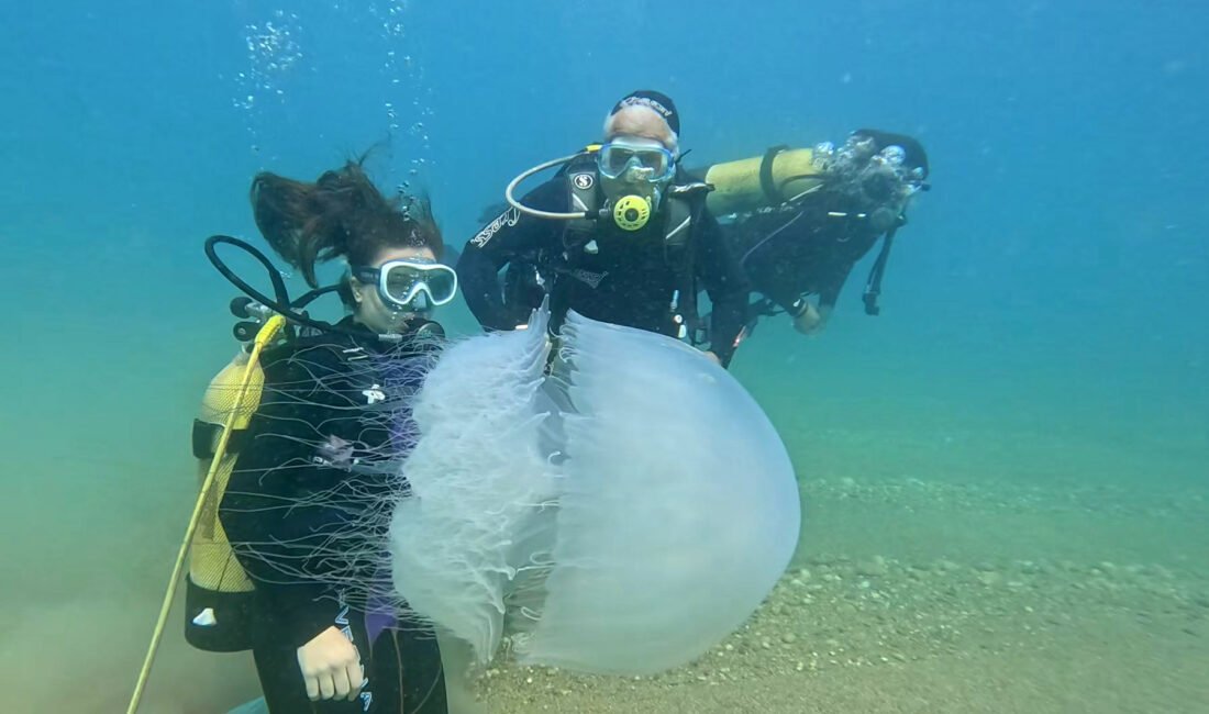 Antalya Körfezi’nde poyraz etkili oldu, denizanaları kıyıya sürüklendi Semih ERSÖZLER/ANTALYA, (DHA)- ANTALYA Körfezi'nde her yıl açıkta seyreden denizanası