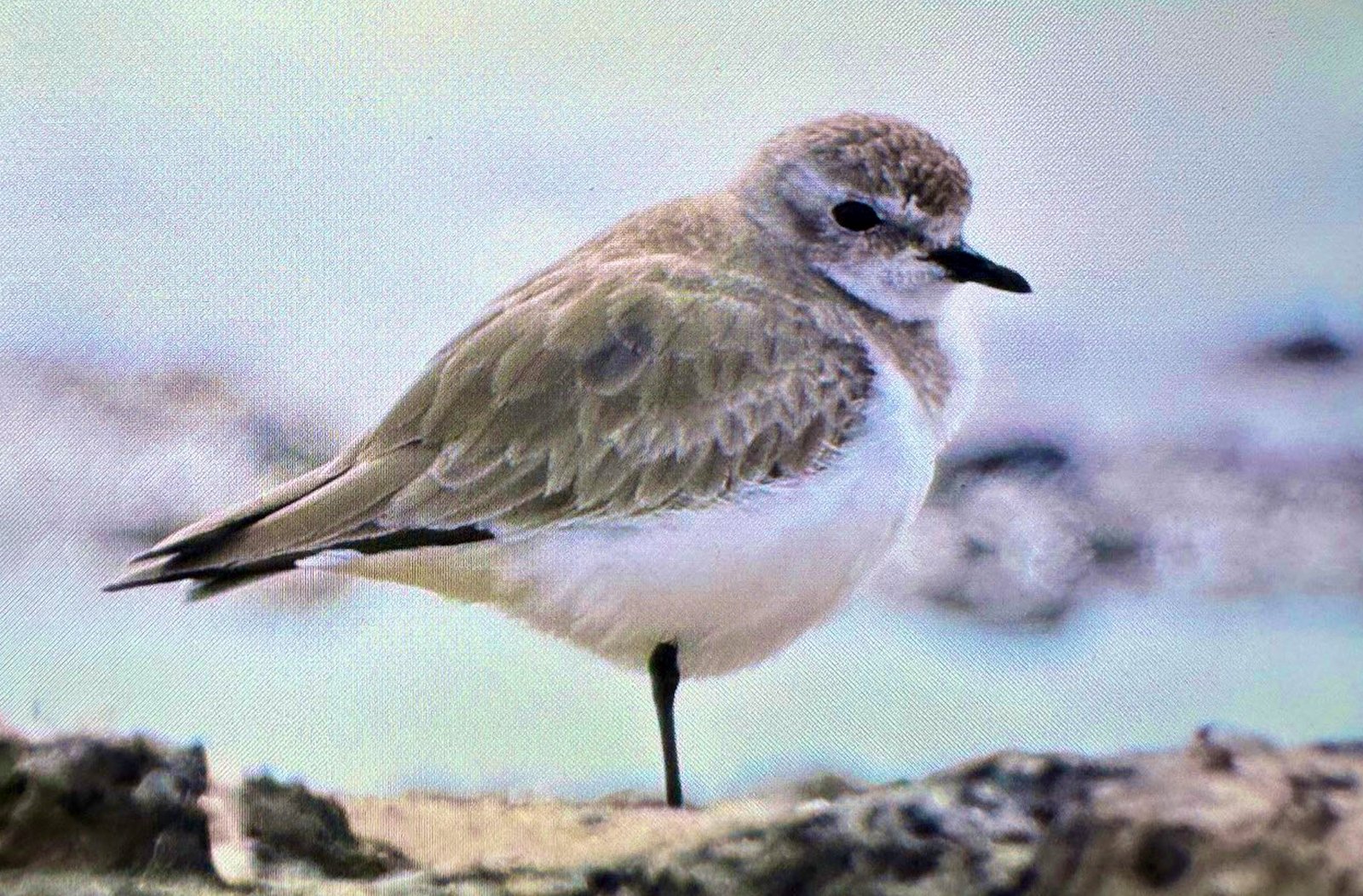 Mehmet ÇINAR/ANTALYA, (DHA)- ANTALYA, mart ayıyla Afrika'dan kuzeye göç yolculuğu