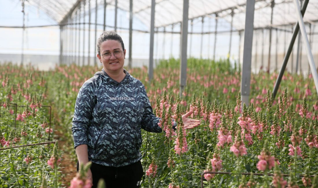 Mehmet ÇINAR/ANTALYA, (DHA)- TÜRKİYE'nin kesme çiçek merkezi Antalya'da üretim çeşitleniyor.
