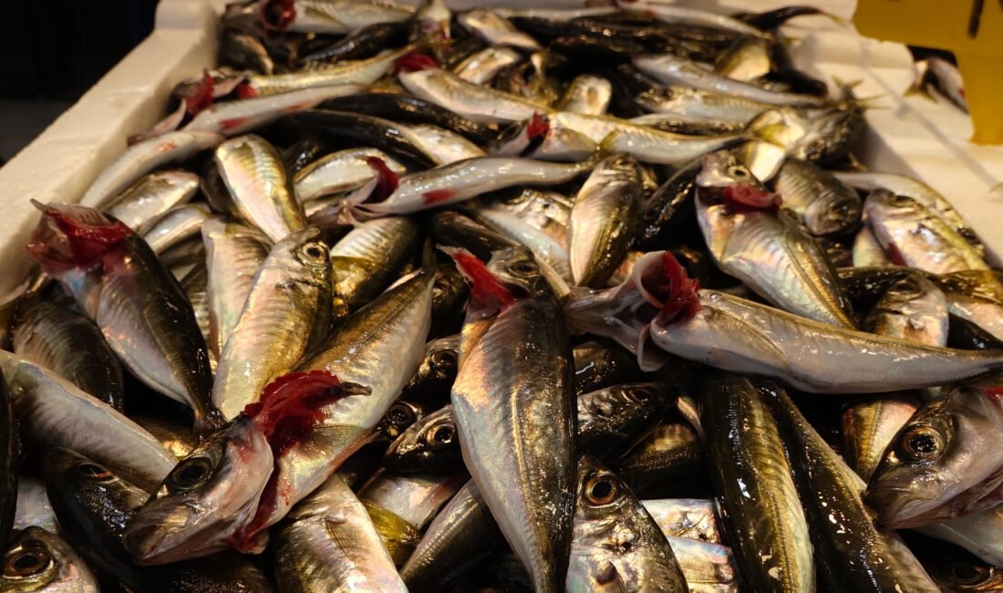 Selçuk BAŞAR-Efnan DEMİREREN/TRABZON, (DHA)- DENİZLERDE av yasağının başlamasına sayılı günler