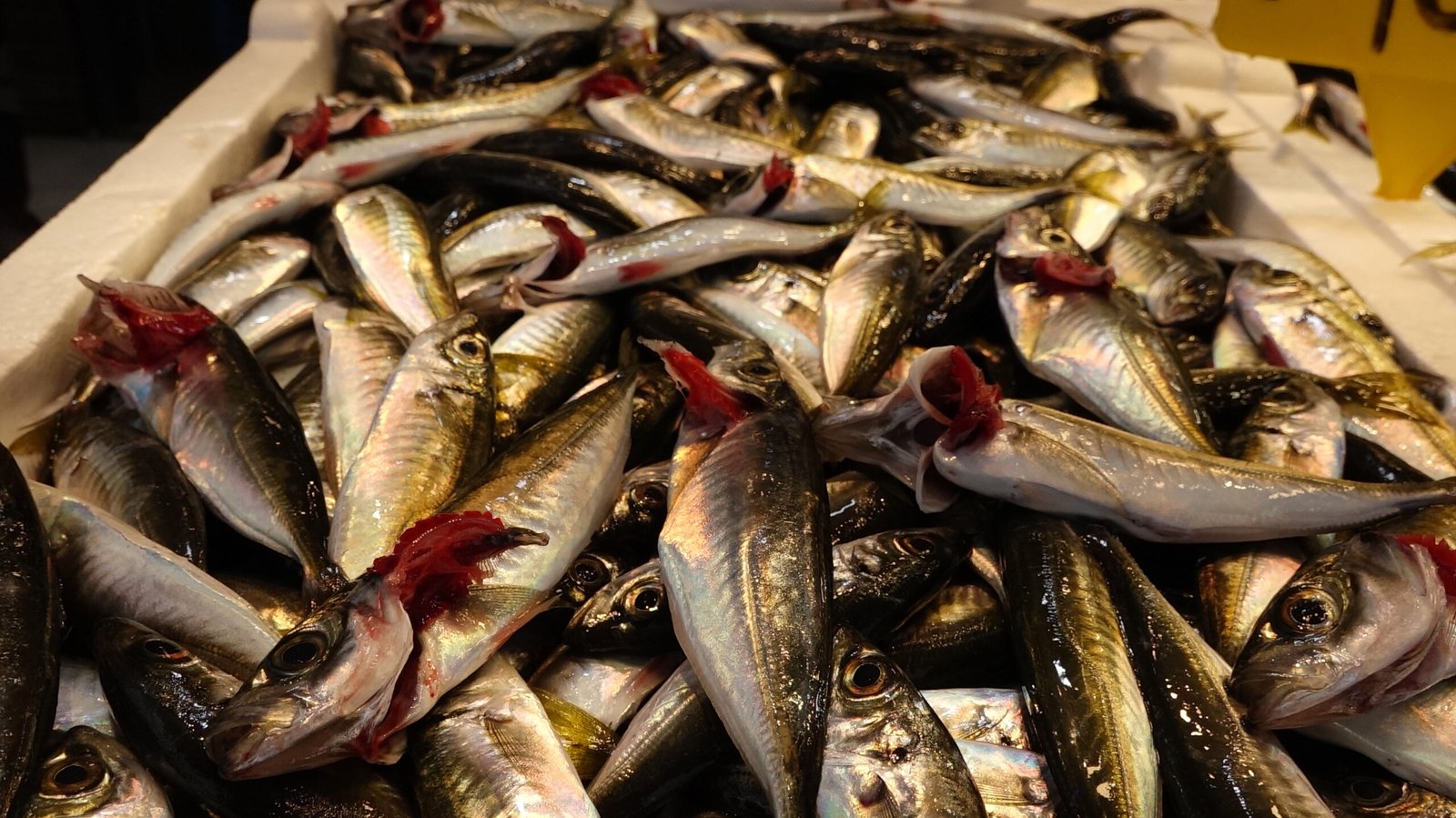 Selçuk BAŞAR-Efnan DEMİREREN/TRABZON, (DHA)- DENİZLERDE av yasağının başlamasına sayılı günler