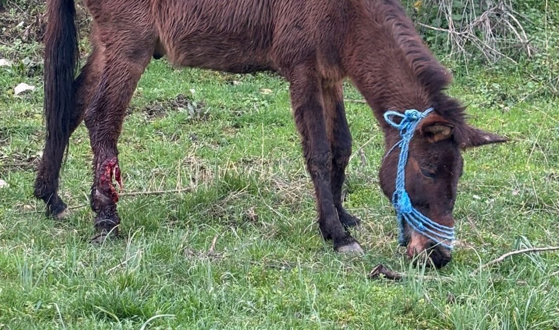 Mehmet İNAN/BURSA, (DHA)- AMASYA'da sağ arka ayağı kırılınca sahibi tarafından