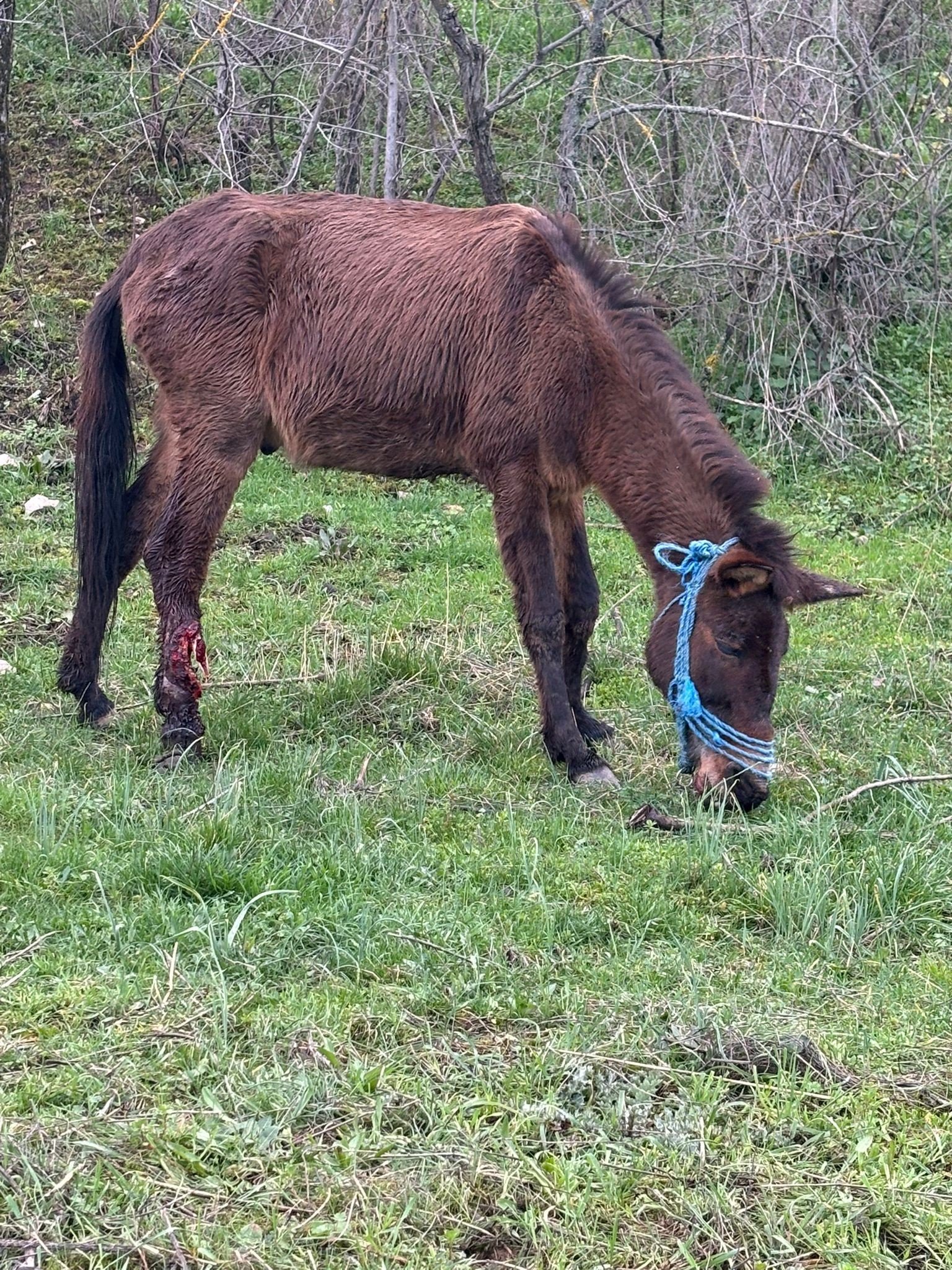 Mehmet İNAN/BURSA, (DHA)- AMASYA'da sağ arka ayağı kırılınca sahibi tarafından