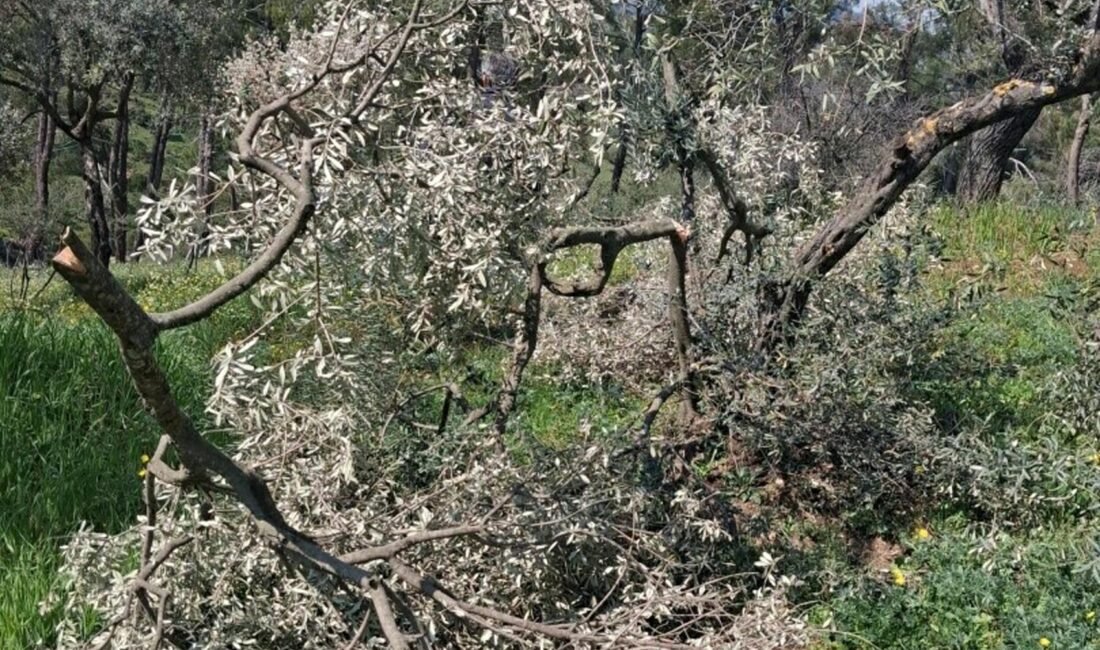 Melek FIRAT/AYDIN, (DHA)- AYDIN'ın Koçarlı ilçesinde 8 çiftçiye ait 700