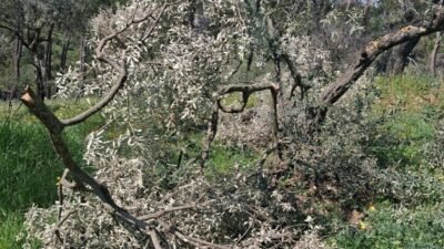Melek FIRAT/AYDIN, (DHA)- AYDIN'ın Koçarlı ilçesinde 8 çiftçiye ait 700