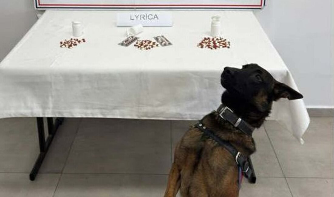 Bahattin ALBAYRAK/AYDIN, (DHA)-AYDIN'da jandarmanın düzenlediği eş zamanlı uyuşturucu operasyonunda gözaltına