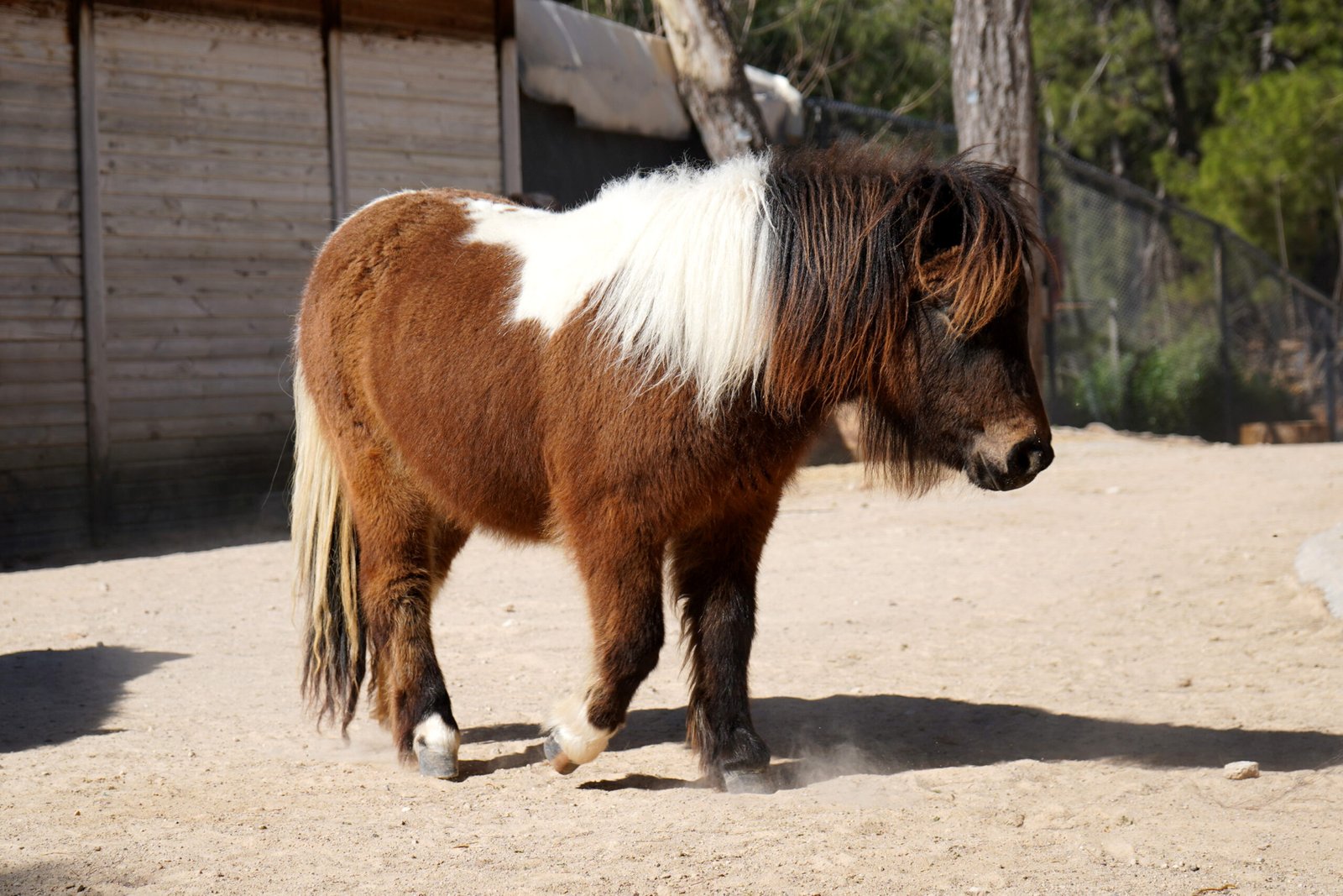 Aysu DURSUN/ANTALYA, (DHA)-TURİSTİK gezilerde kullanıldığı tespit edildikten sonra Doğa Koruma