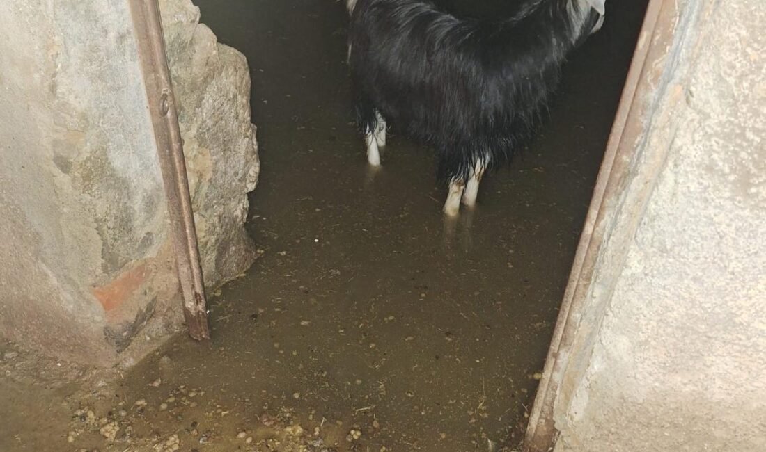 Bingöl’de sağanak su baskınlarına neden oldu; ahırda mahsur kalan keçiler kurtarıldı Aziz ÖNAL-Ahmet SAYILIR/GENÇ (Bingöl), (DHA)- BİNGÖL’ün Genç ilçesinde etkili olan