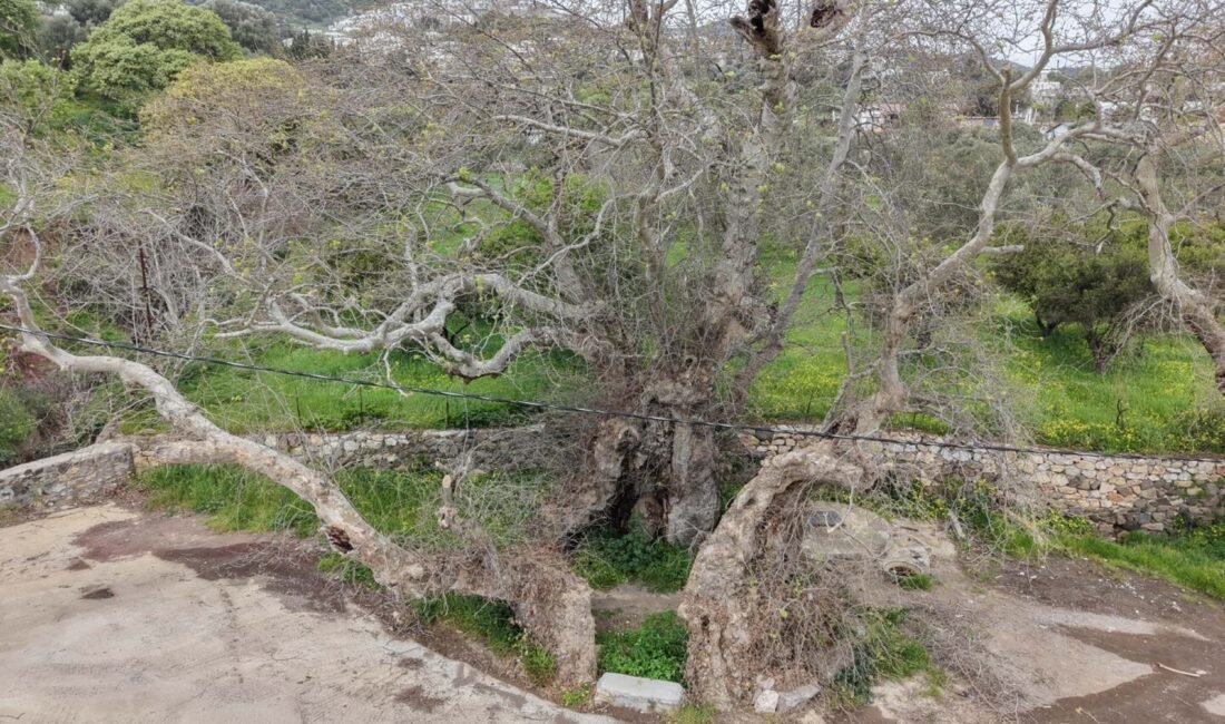 Fırat AKAY/BODRUM(Muğla),(DHA)- MUĞLA'nın Bodrum ilçesinde doğa yürüyüşü yapan bir kişinin