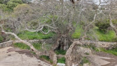Fırat AKAY/BODRUM(Muğla),(DHA)- MUĞLA'nın Bodrum ilçesinde doğa yürüyüşü yapan bir kişinin