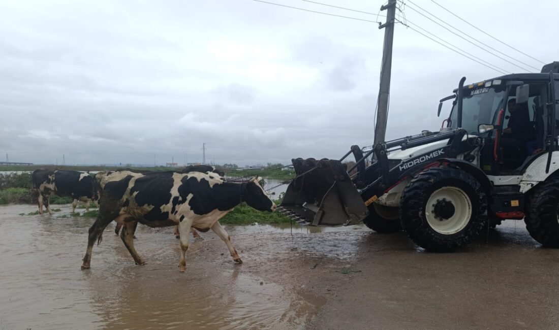 BÜYÜKBAŞLAR İŞ MAKİNELERİYLE KURTARILDI Bursa'nın Karacabey ilçesi Gazi Mahallesi Bayıraltı