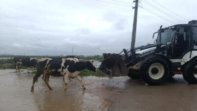 BÜYÜKBAŞLAR İŞ MAKİNELERİYLE KURTARILDI Bursa'nın Karacabey ilçesi Gazi Mahallesi Bayıraltı