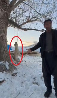 Çok yediğini iddia ettiği köpeğini ağaca asıp öldürdü Furkan KAVUKLU/KAYSERİ, (DHA)- KAYSERİ'nin Pınarbaşı ilçesinde kimliği belirsiz kişi, çok