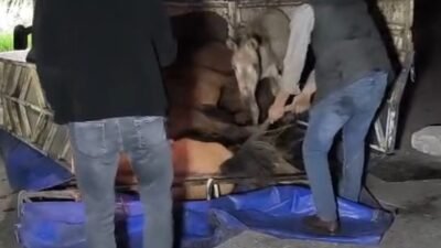 ADANA, (DHA)- ADANA'da sürücüsünün kontrolünü kaybettiği kamyonetin devrildiği kazada aracın