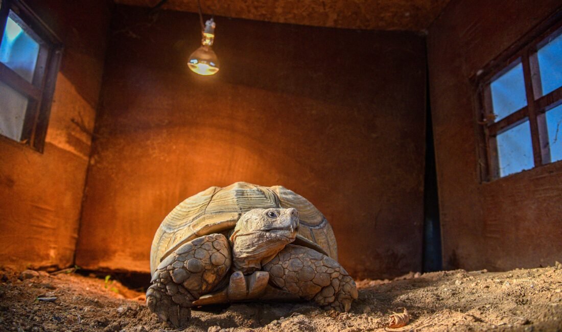 Aysu DURSUN/ANTALYA, (DHA)- ANTALYA Doğal Yaşam Parkı'nın en yaşlı üyesi