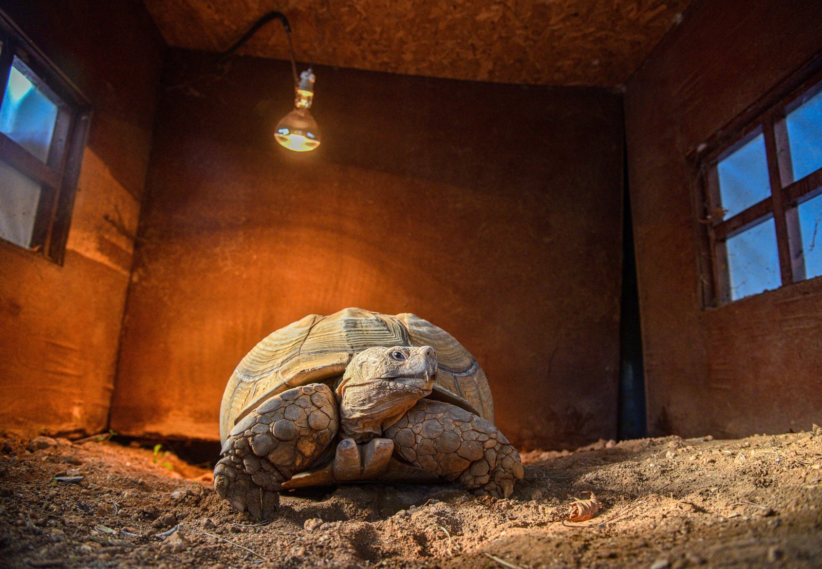 Aysu DURSUN/ANTALYA, (DHA)- ANTALYA Doğal Yaşam Parkı'nın en yaşlı üyesi