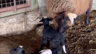 Ünsal YÜCEL/ENEZ (Edirne), (DHA)- EDİRNE’nin Enez ilçesinde bir koyun, bir