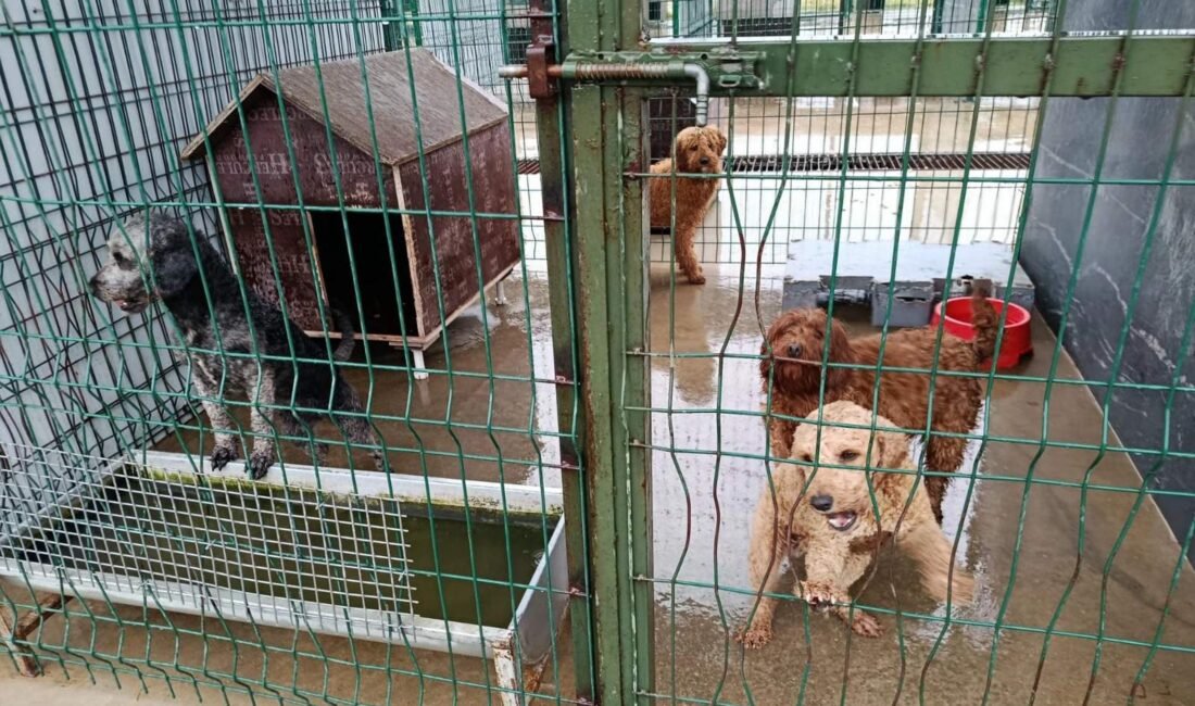 Edirne’de operasyonla 88 köpek kurtarıldı Batuhan SEVER/EDİRNE, (DHA)- EDİRNE'nin Lalapaşa ilçesinde jandarmanın, yasal olmayan yollarla