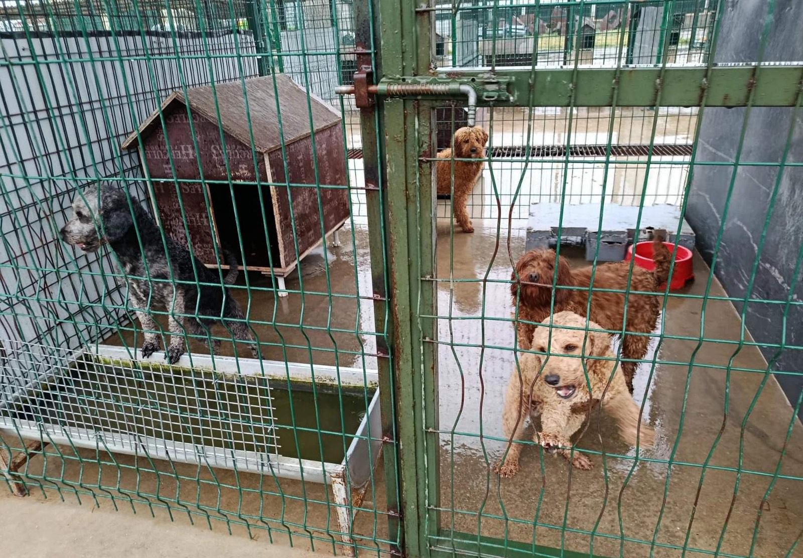 Batuhan SEVER/EDİRNE, (DHA)- EDİRNE'nin Lalapaşa ilçesinde jandarmanın, yasal olmayan yollarla