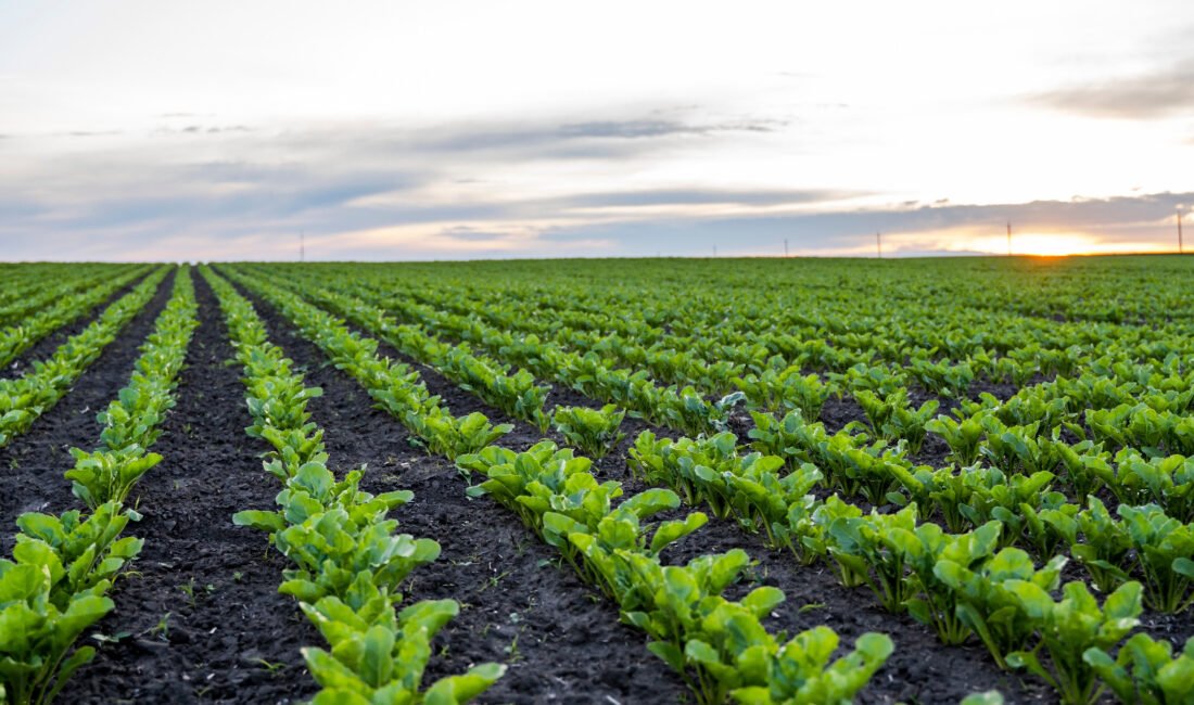 Erkoyuncu, Konya Ovası’nın aldığı yağışı değerlendirdi KONYA, (DHA)- PANKOBİRLİK Genel Başkanı ve Konya Pancar Ekicileri Kooperatifi