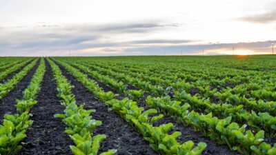 KONYA, (DHA)- PANKOBİRLİK Genel Başkanı ve Konya Pancar Ekicileri Kooperatifi