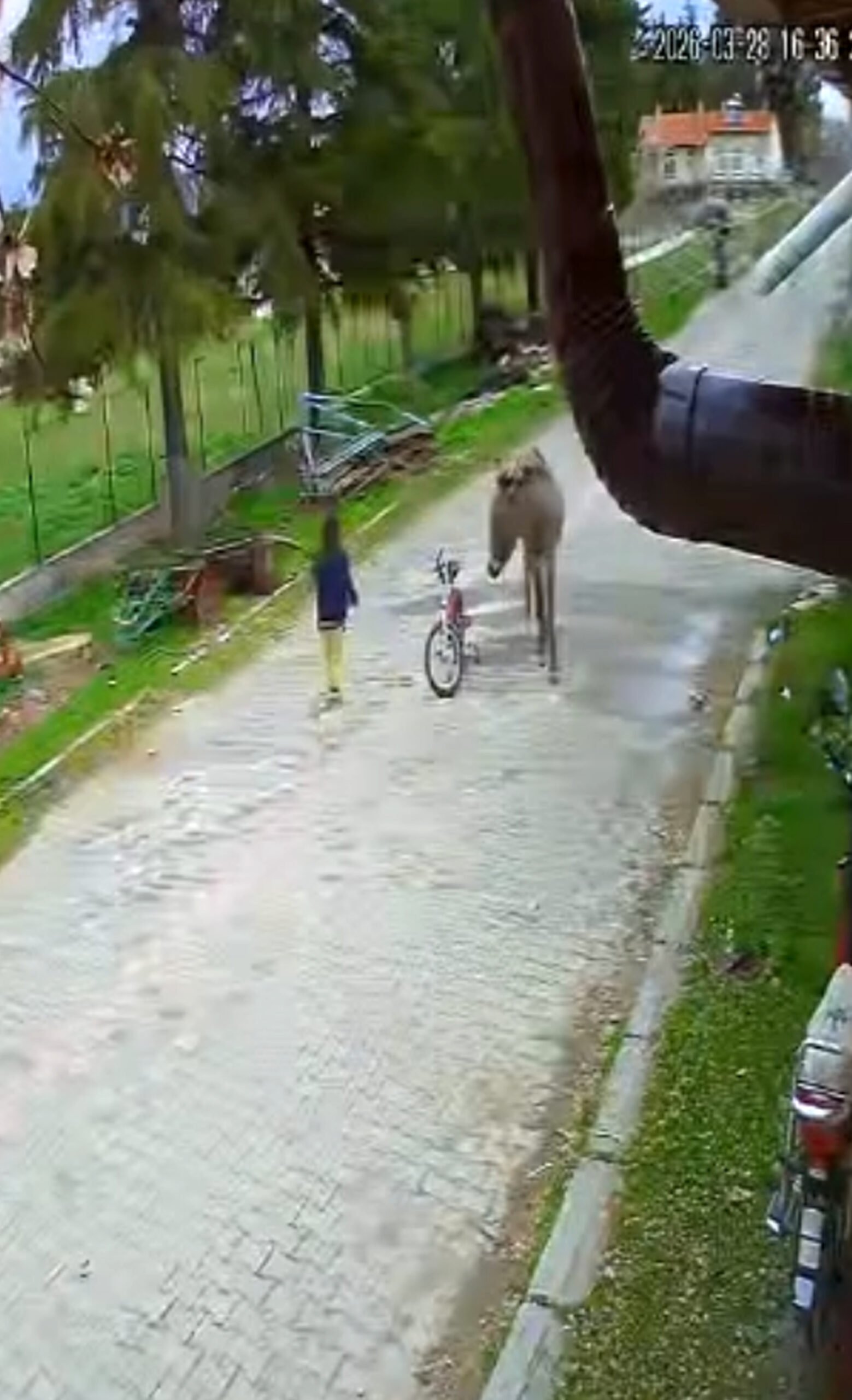 Muzaffer NAL/ÇAY (Afyonkarahisar), (DHA)- AFYONKARAHİSAR'ın Çay ilçesinde evinin önünde oynarken