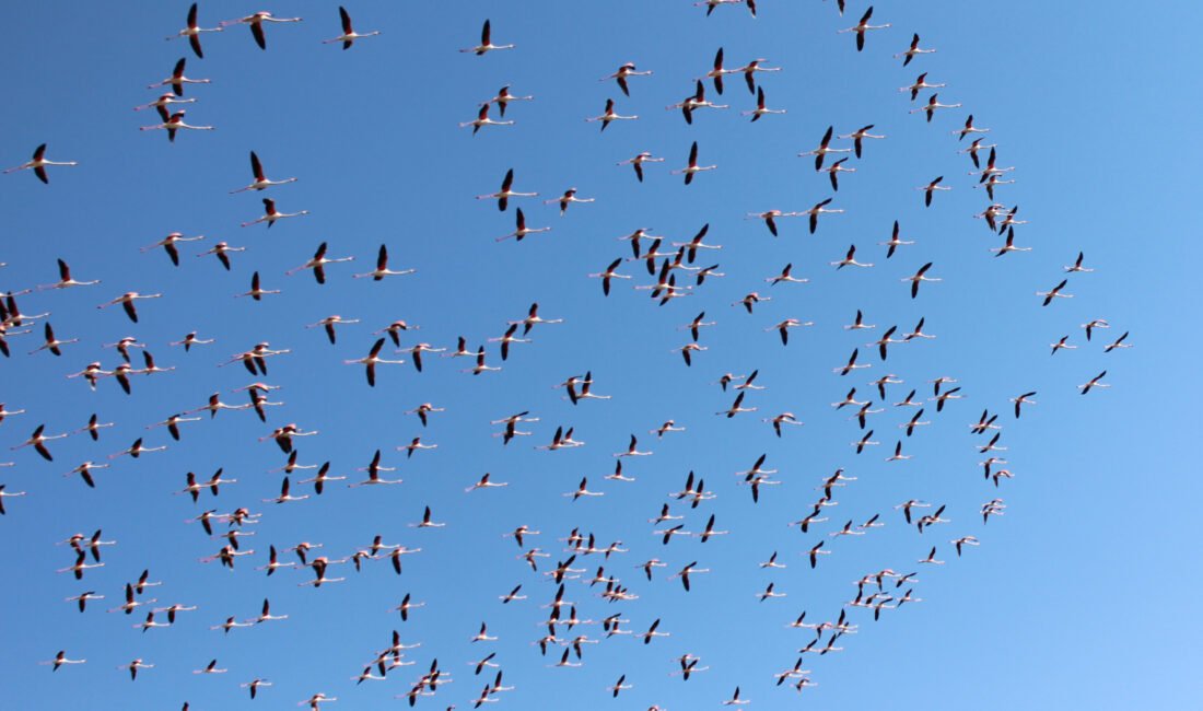 Flamingolar Tuz Gölü’ne gelmeye başladı Erkan ALTUNTAŞ/AKSARAY, (DHA)-TÜRKİYE'nin ikinci büyük gölü ve 'flamingo cenneti' olarak