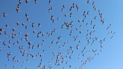 Erkan ALTUNTAŞ/AKSARAY, (DHA)-TÜRKİYE'nin ikinci büyük gölü ve 'flamingo cenneti' olarak