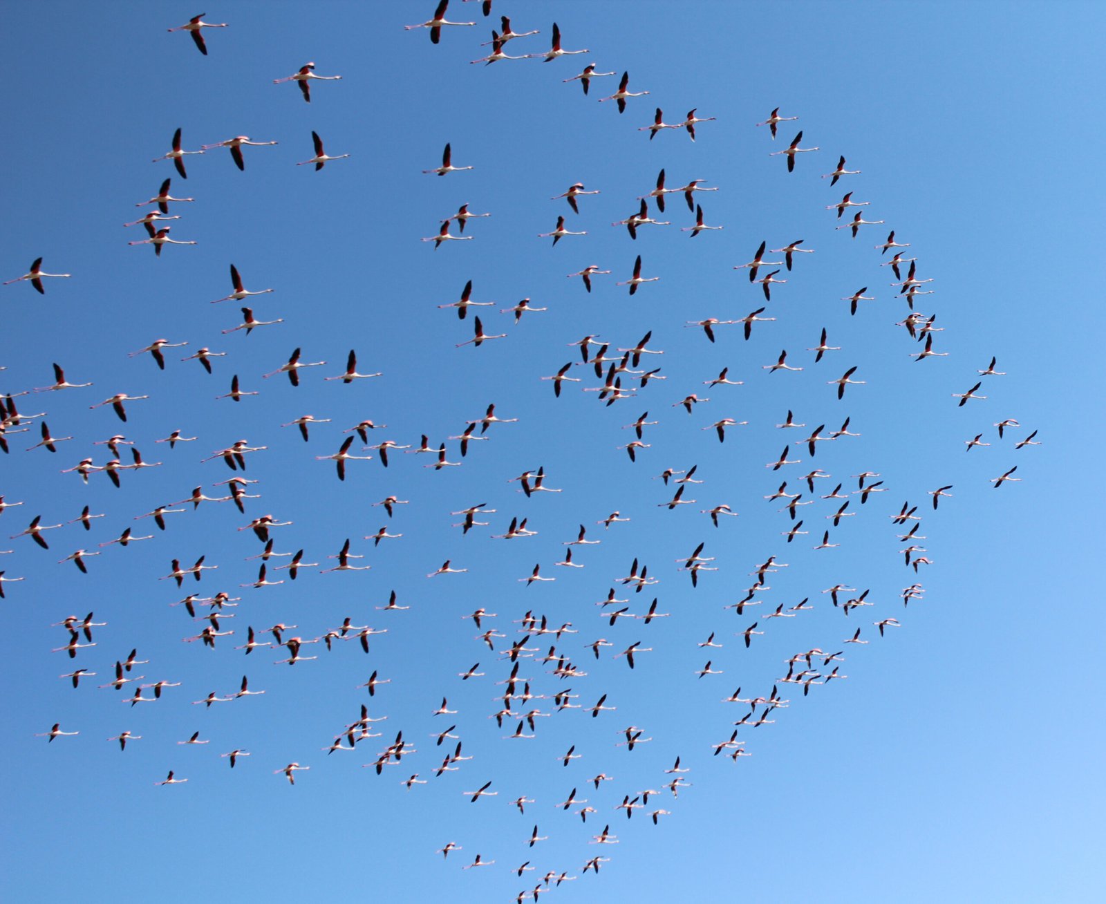Erkan ALTUNTAŞ/AKSARAY, (DHA)-TÜRKİYE'nin ikinci büyük gölü ve 'flamingo cenneti' olarak