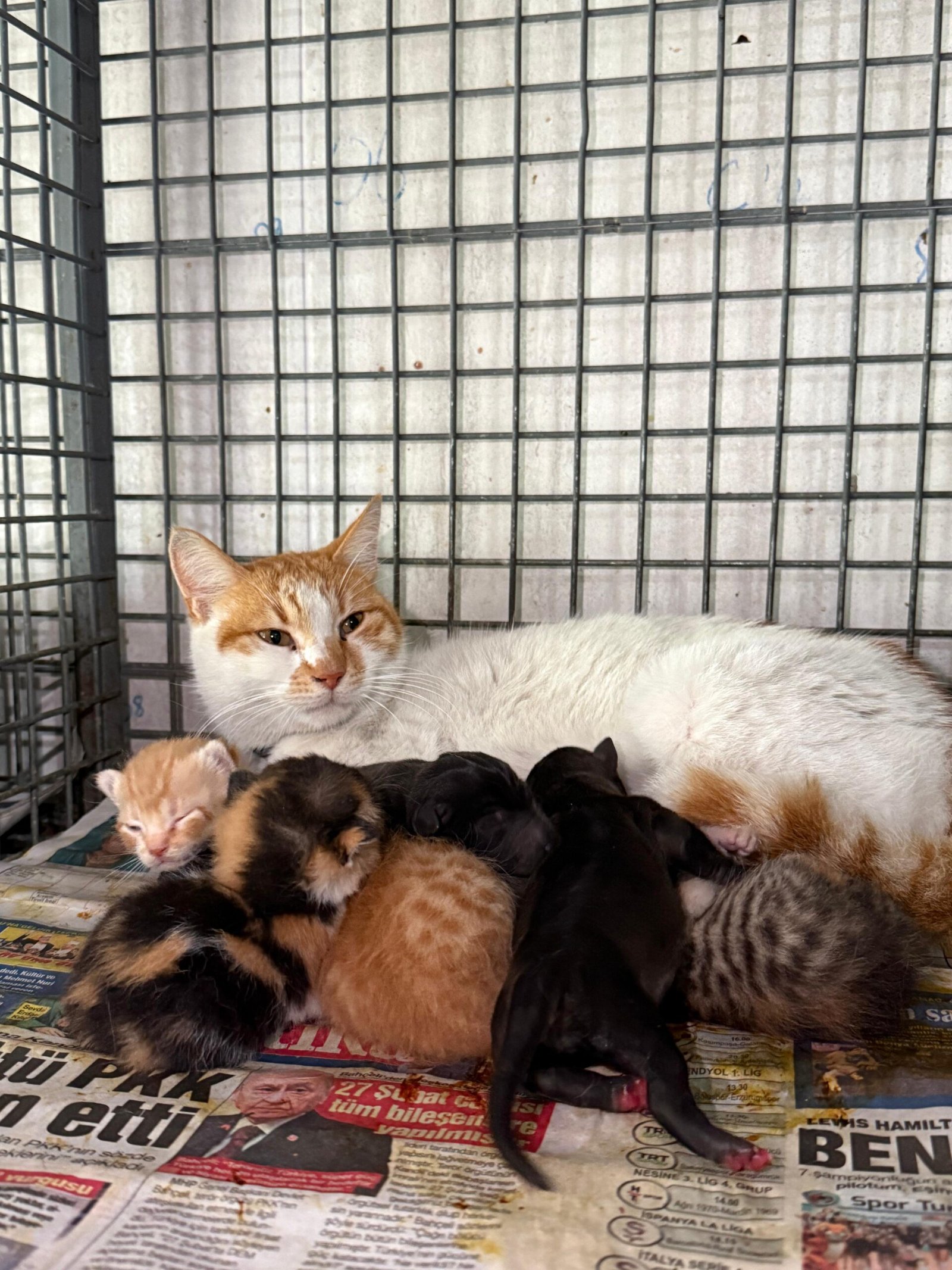 Alkın BİRİCİK/ALANYA (Antalya), (DHA)- ANTALYA’nın Alanya ilçesinde bayramın son günü