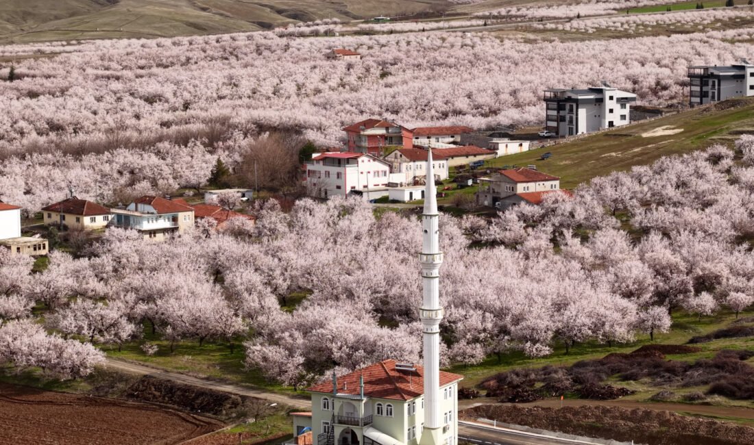 Geçen yıl zirai dondan etkilenen kayısı ağaçları çiçek açtı Recep BAĞDAT/MALATYA, (DHA)-'DÜNYANIN kayısı başkenti' olarak bilinen ve kuru kayısı
