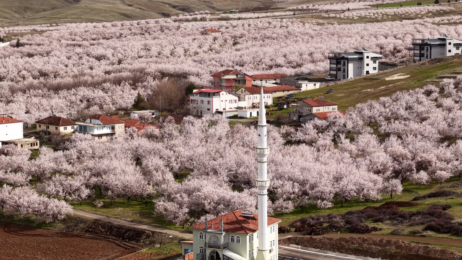 Recep BAĞDAT/MALATYA, (DHA)-'DÜNYANIN kayısı başkenti' olarak bilinen ve kuru kayısı