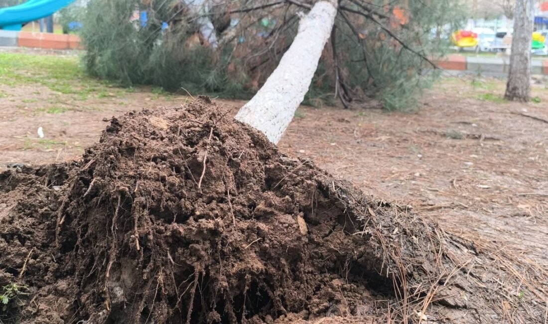 Remziye ÖNER/GERCÜŞ (Batman), (DHA)- BATMAN’ın Gercüş ilçesinde etkili olan sağanak