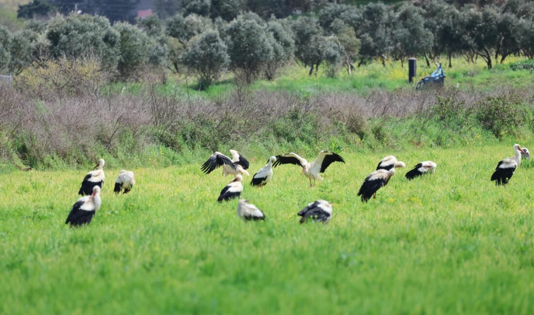 Göç yolculuğunda leyleklerin görsel şöleni Alican GÜMÜŞ/HATAY, (DHA)- AFRİKA'dan yola çıkarak Kuzey Avrupa ve Asya'ya