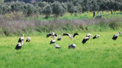 Alican GÜMÜŞ/HATAY, (DHA)- AFRİKA'dan yola çıkarak Kuzey Avrupa ve Asya'ya