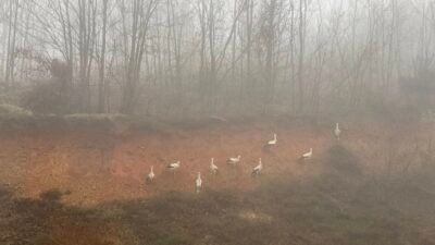 KIRKLARELİ, (DHA)- SICAKLIKLARIN artmasıyla Afrika'dan Avrupa'ya göç eden leylekler, sis