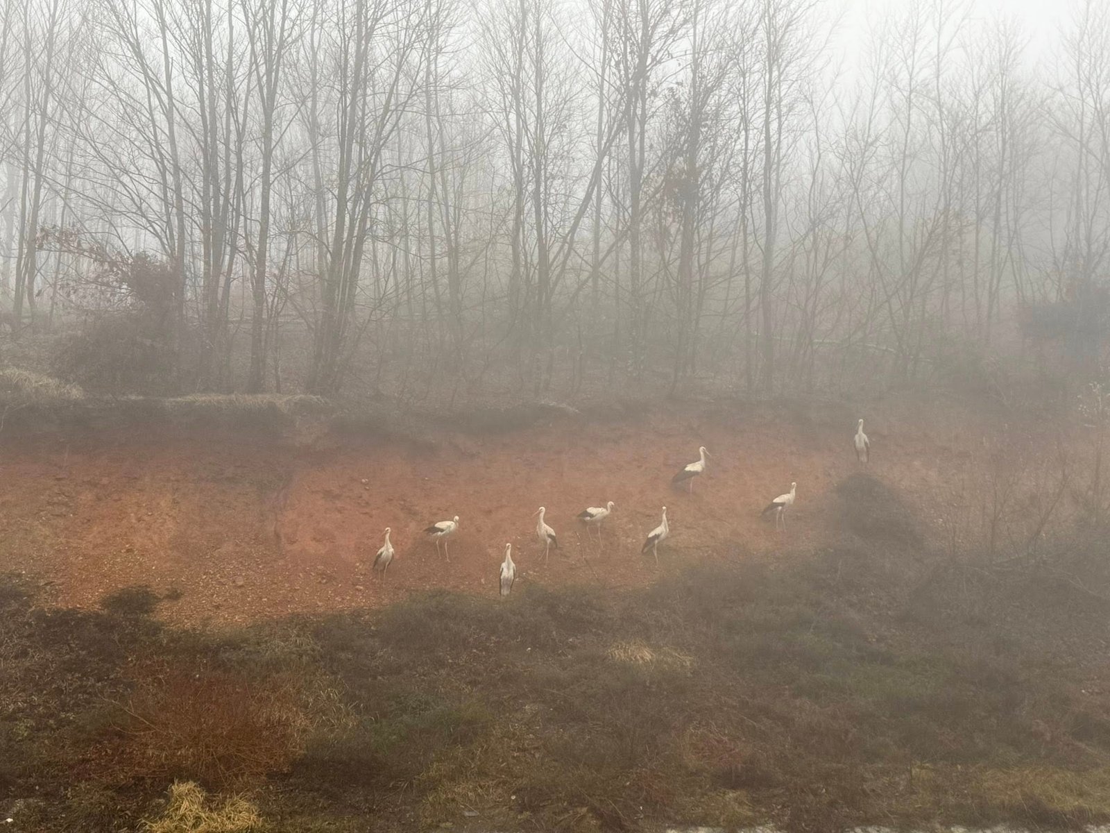 KIRKLARELİ, (DHA)- SICAKLIKLARIN artmasıyla Afrika'dan Avrupa'ya göç eden leylekler, sis