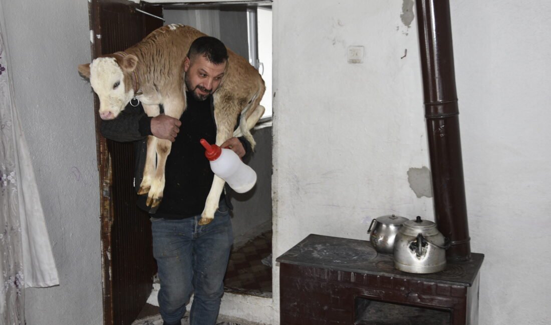 Özcan ÇİRİŞ/BİTLİS, (DHA)- BİTLİS’in Tatvan ilçesinde hayvancılıkla uğraşan Çetin Aygül,