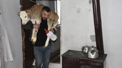 Özcan ÇİRİŞ/BİTLİS, (DHA)- BİTLİS’in Tatvan ilçesinde hayvancılıkla uğraşan Çetin Aygül,