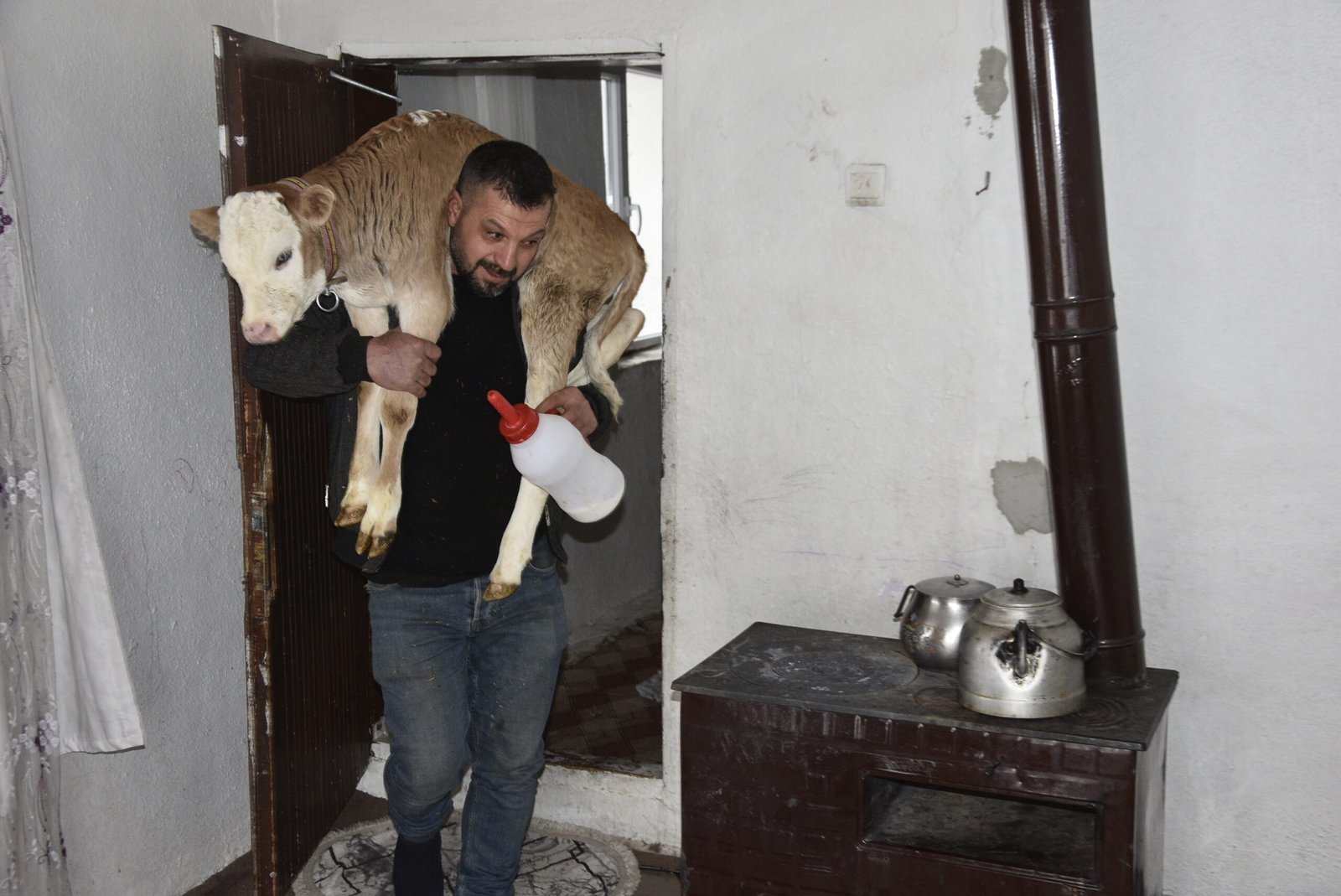 Özcan ÇİRİŞ/BİTLİS, (DHA)- BİTLİS’in Tatvan ilçesinde hayvancılıkla uğraşan Çetin Aygül,