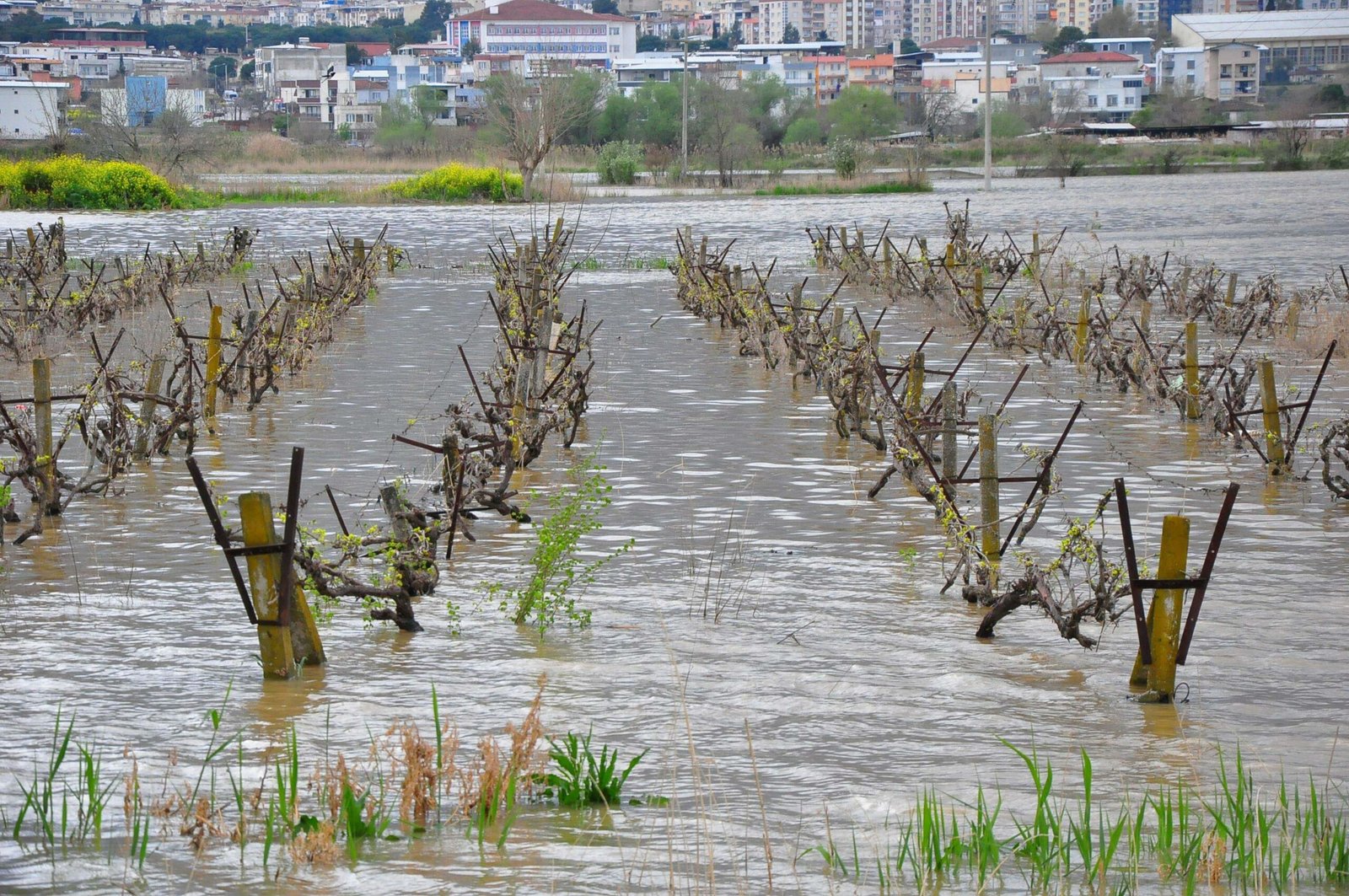 Ersan ERDOĞAN/MANİSA, (DHA)- GEDİZ Nehri'nin taşmasıyla Manisa'da binlerce hektarlık üzüm
