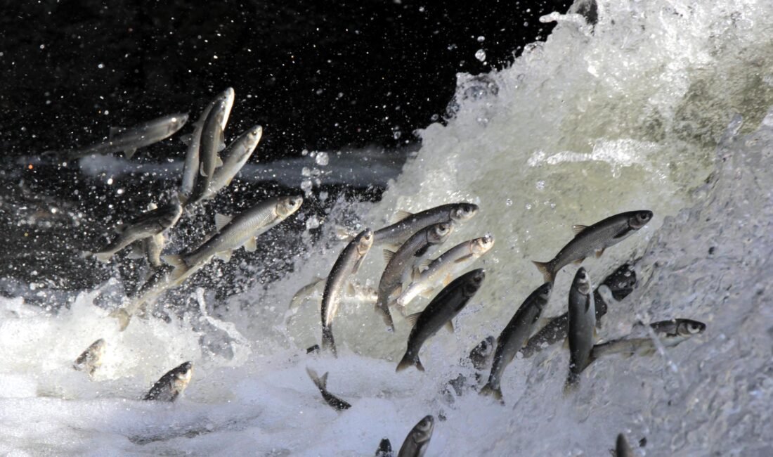 Barış KUL/ERCİŞ (Van), (DHA)- VAN'ın Erciş ilçesinde inci kefalinin üreme