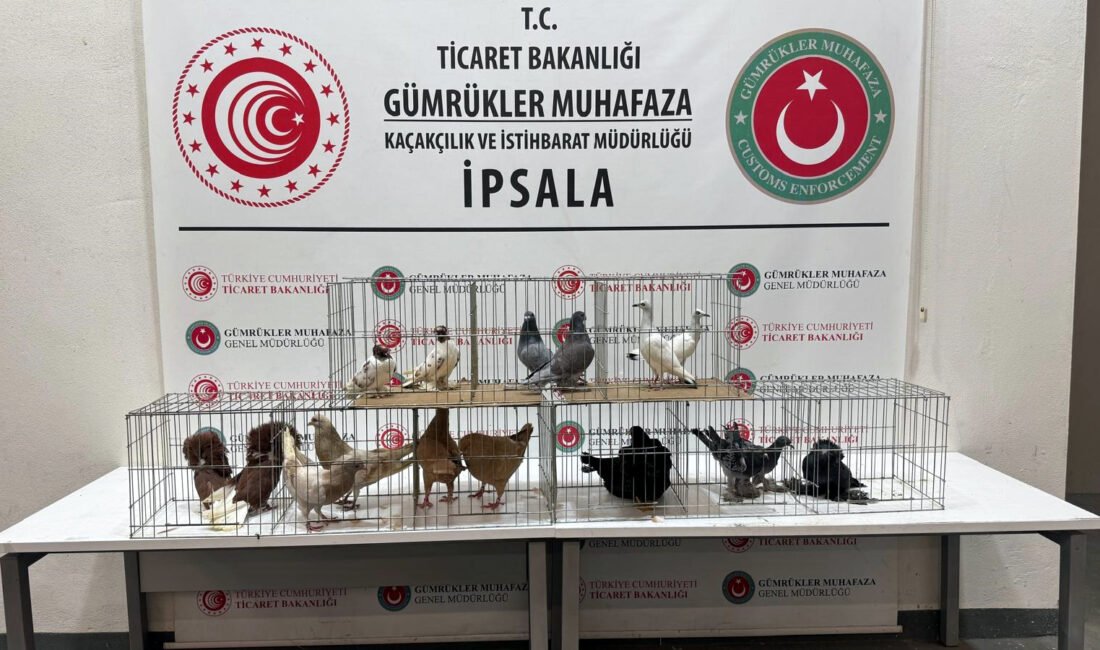 İpsala’da kaçak hayvanlar ele geçirildi Umut IŞIK/EDİRNE, (DHA)-EDİRNE'den Yunanistan'a açılan İpsala Sınır Kapısı'nda minibüste yapılan