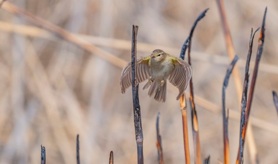 Selim KAYA- Hüseyin İÇLİ/DİYARBAKIR, (DHA)- İSKANDİNAV yarımadasından Türkiye’ye kışı geçirmek