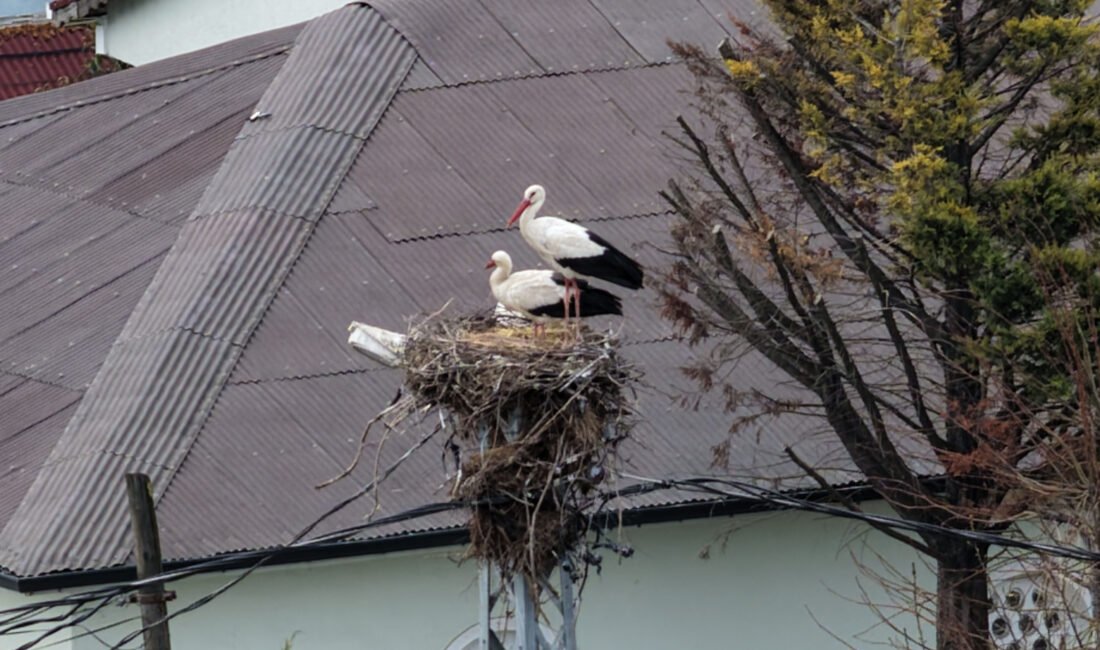 Ali AKSOYER / İSTANBUL, (DHA)- İLKBAHARIN habercisi leylekler, Afrika'dan başladıkları