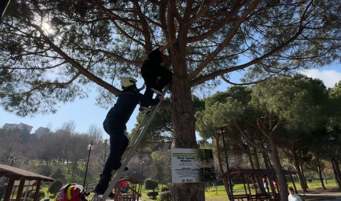 İstanbul – Avcılar’da çıktığı ağaçta mahsur kaldı; itfaiye merdiveniyle kurtarıldı İhsan DÖRTKARDEŞ/İSTANBUL, (DHA)- AVCILAR’da arkadaşlarıyla parka giden Burak Gürses piknik