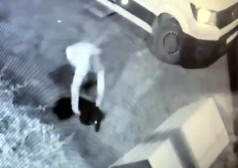 İhsan DÖRTKARDEŞ/İSTANBUL, (DHA)- Avcılar'da mahallenin maskotu olan 'Garip' isimli köpek,