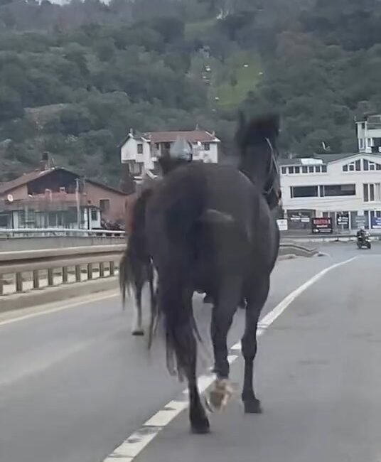 İsa ALMAÇAYIR- Hiba HAKBİLİR / İSTANBUL (DHA)- Beykoz, Riva Yolu'nda