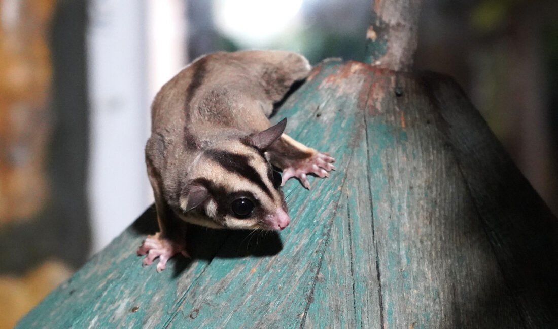 Aysu DURSUN/ANTALYA, (DHA)- DOĞA Koruma ve Milli Parklar ekipleri tarafından,